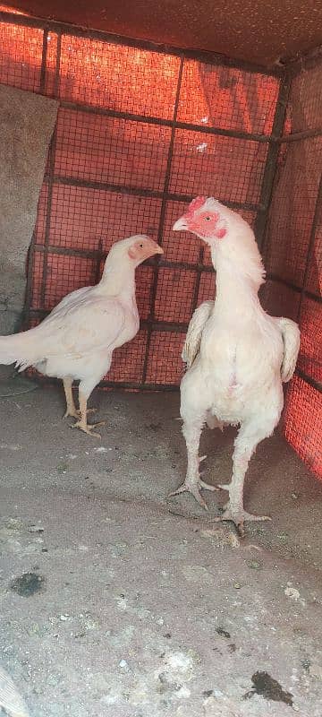 chicks or eggs available lassani amroha Heera lakha 12