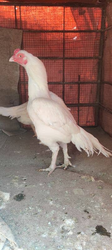 chicks or eggs available lassani amroha Heera lakha 13