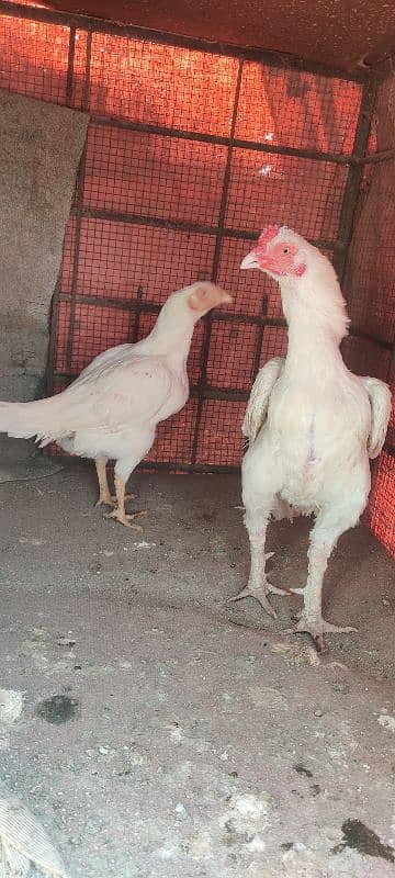 chicks or eggs available lassani amroha Heera lakha 14