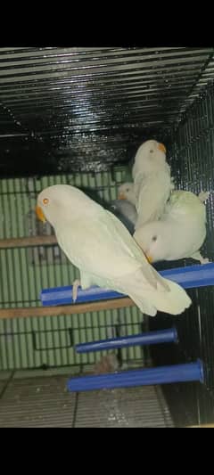 love birds Available