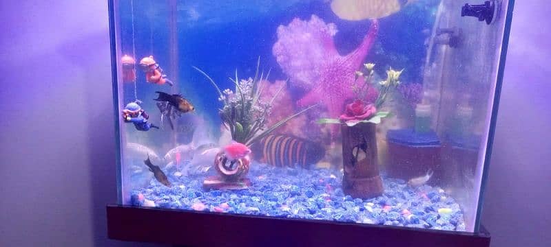 Aquarium all fishes & all accessories 1