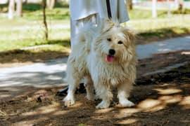 shihtzu/poodle male available