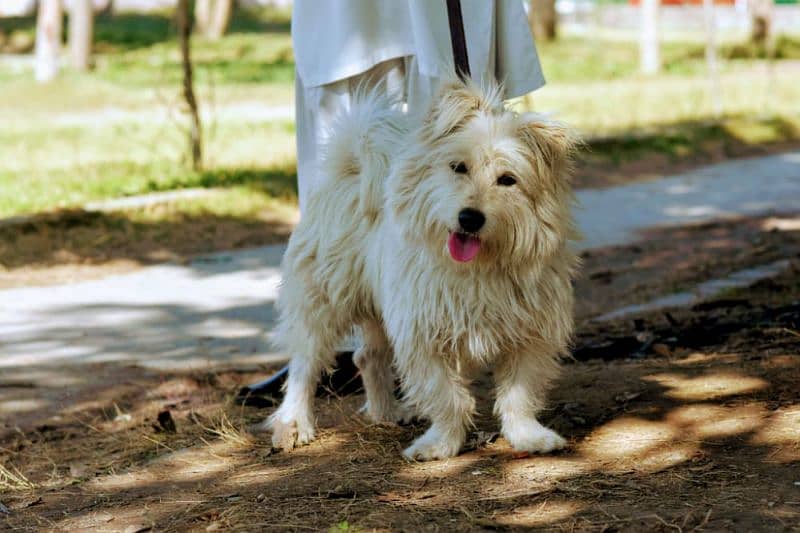 shihtzu/poodle male available 0