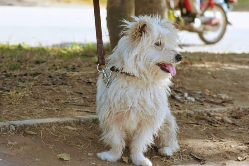 shihtzu/poodle male available 3