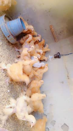 Golden heavy buff 2 month chicks whole sale price