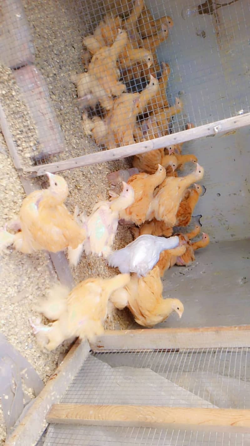 Golden heavy buff 2 month chicks whole sale price 3