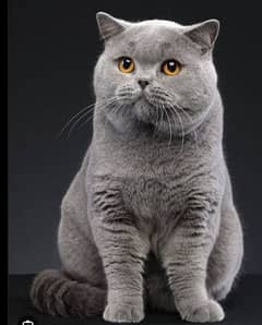 beautiful male cat