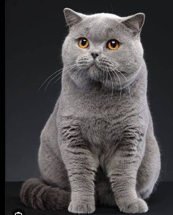 beautiful male cat 0