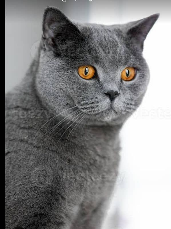 beautiful male cat 1