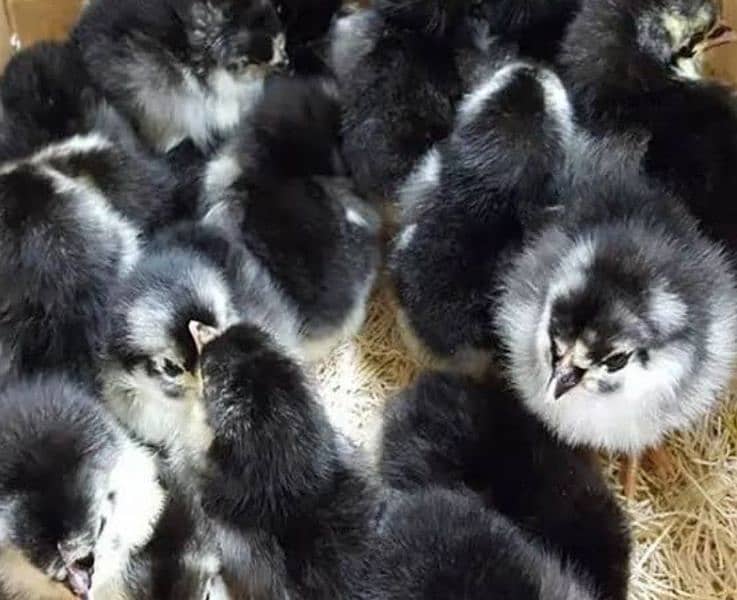 Australorp chicks available ( wholesale ) 2