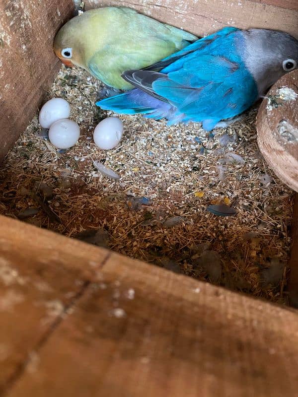 lovebirds with eggs and babies 13