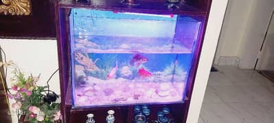 Fish Aquarium