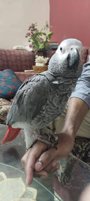 Grey Parrot 0