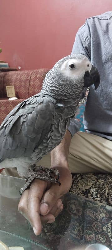 Grey Parrot 1