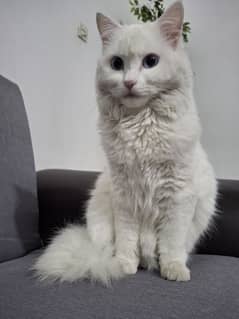 PURE WHITE Persian Male available in Bahawalpur