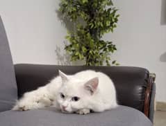 PURE WHITE Persian Male  Cat in BAHAWALPUR