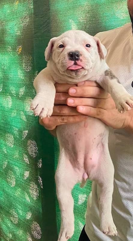 American Bully American pit bull | bull dog | pit bull | bully 3