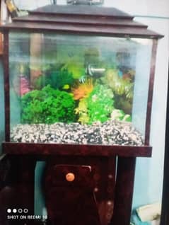 Aquarium Fish Tank