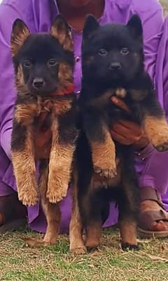 Long court german shepherd pair for sale