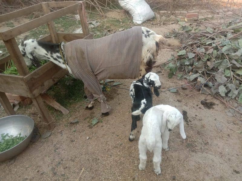 Desi bakri with 2 baby male and female 2