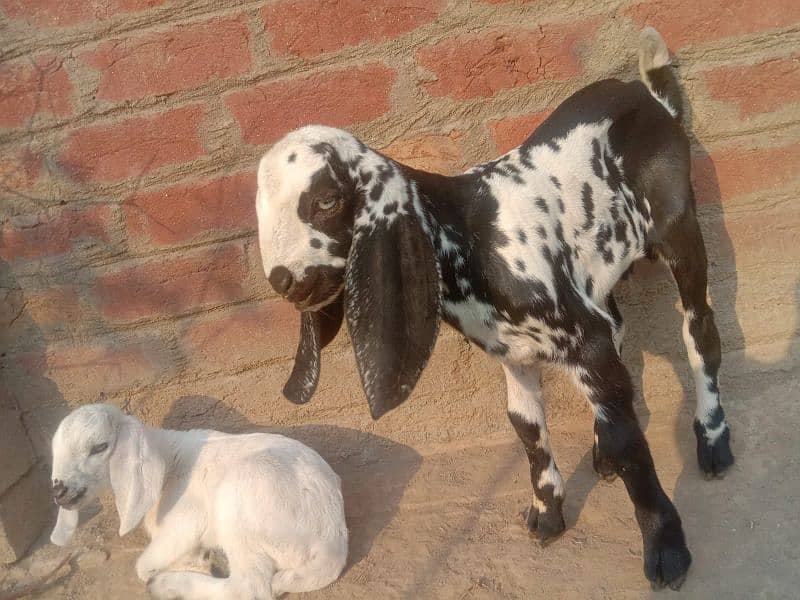 Desi bakri with 2 baby male and female 4