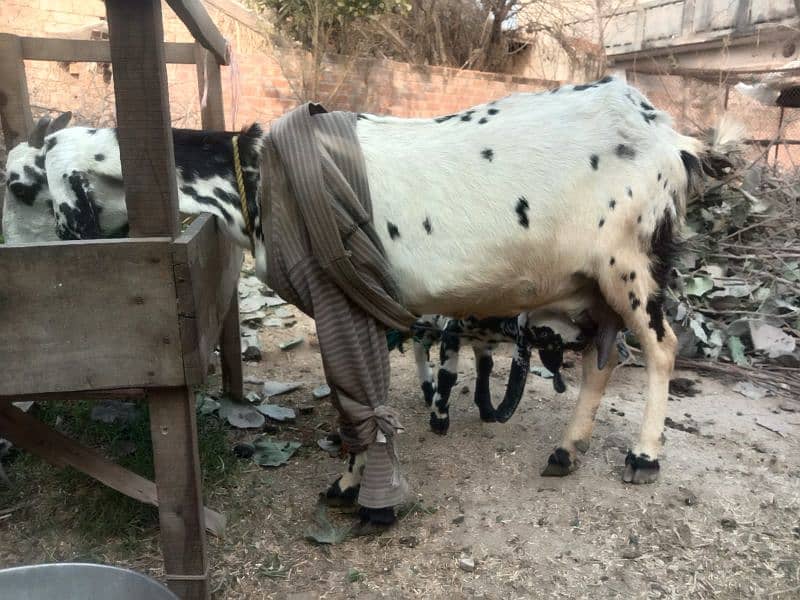 Desi bakri with 2 baby male and female 5