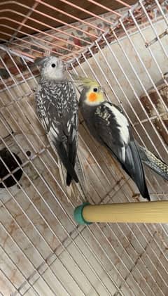 commen grey male and charcoal female split eno