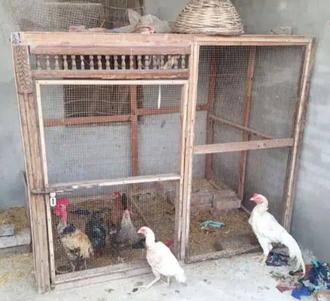 big size cage pigeon or hen k ly best h 2 inch ki wood se tyar krwyA h 1