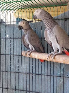 African Grey Parrot Breedar Pairs 0317-2151409