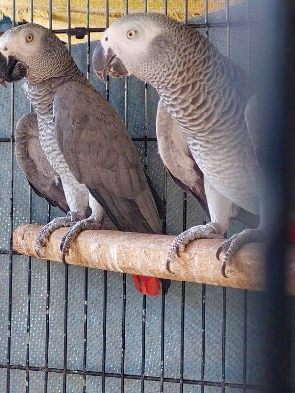 African Grey Parrot Breedar Pairs 0317-2151409 1