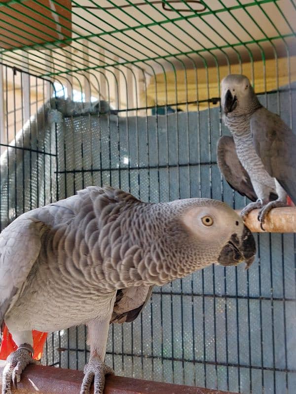 African Grey Parrot Breedar Pairs 0317-2151409 2