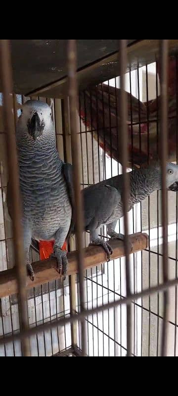 African Grey Parrot Breedar Pairs 0317-2151409 3