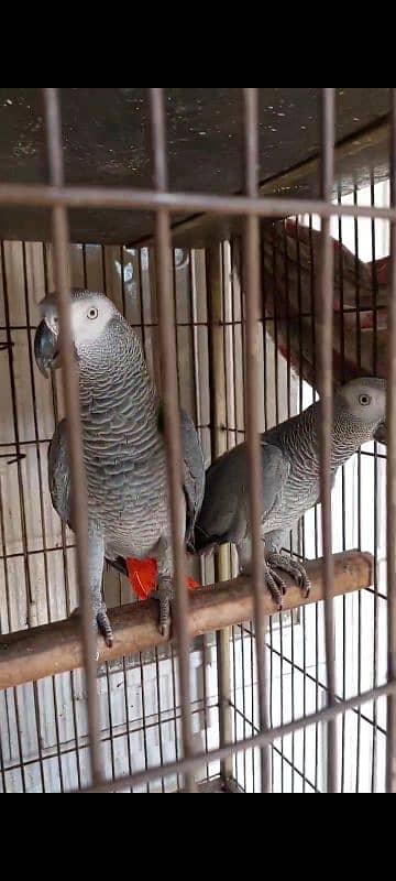 African Grey Parrot Breedar Pairs 0317-2151409 4