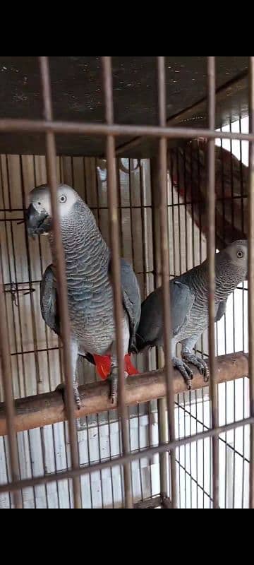 African Grey Parrot Breedar Pairs 0317-2151409 5