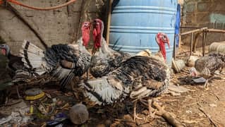 Turkey Breeding Setup for Sale