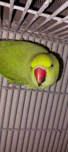 ringneck 8month parrot