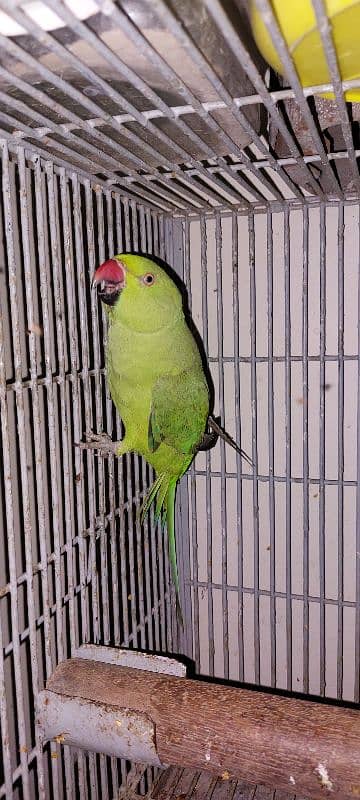 ringneck 8month parrot 2