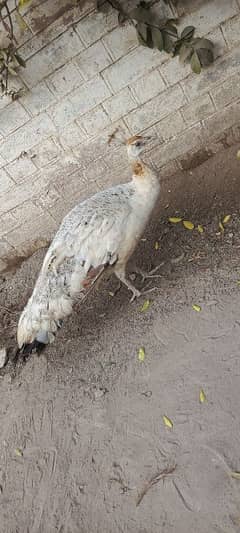 female peacock for sale