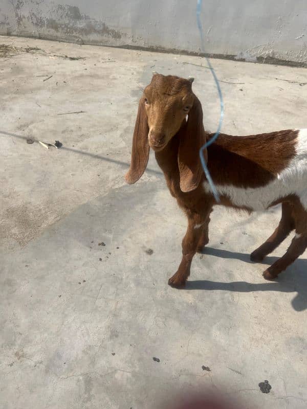 bakri 2