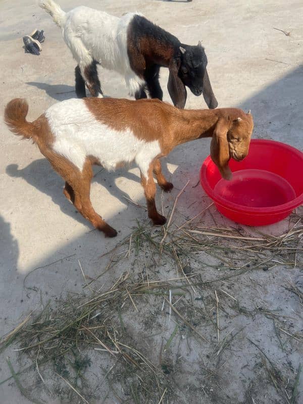 bakri 3