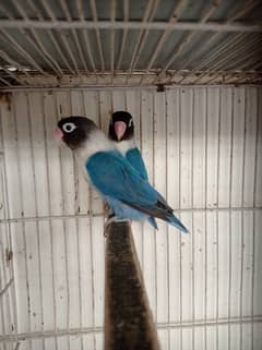 Albino, Parblue, Blue Personata, Cages (All setup for sale)