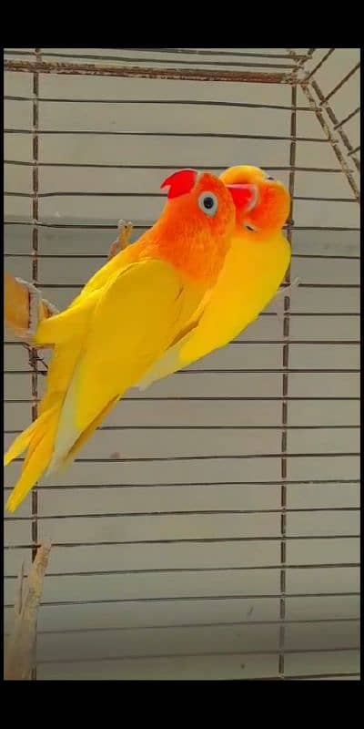 Love bird (Fisher,Common lutino,Lutino Feshri,Albino red eye, Opline) 7