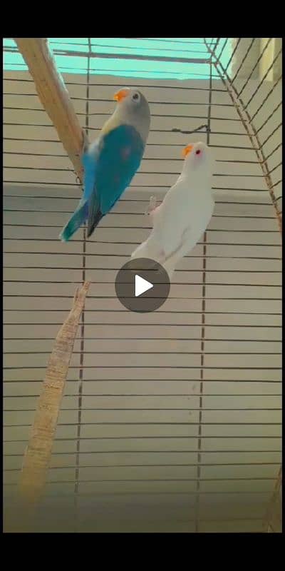 Love bird (Fisher,Common lutino,Lutino Feshri,Albino red eye, Opline) 10