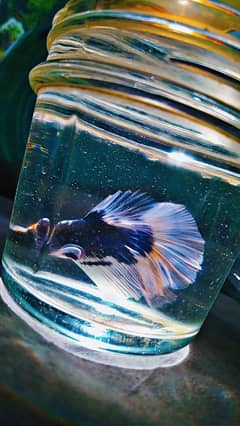 Betta fish male