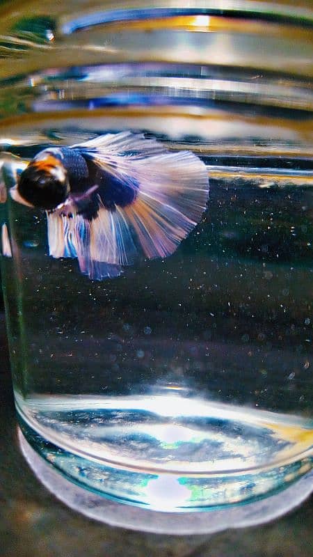 Betta fish male 2