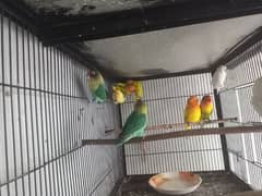 Love Birds Breeder Pairs With 3 Chicks Healthy and Active For Sale