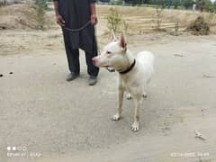 gultair dog for sale in layyah chowk azam