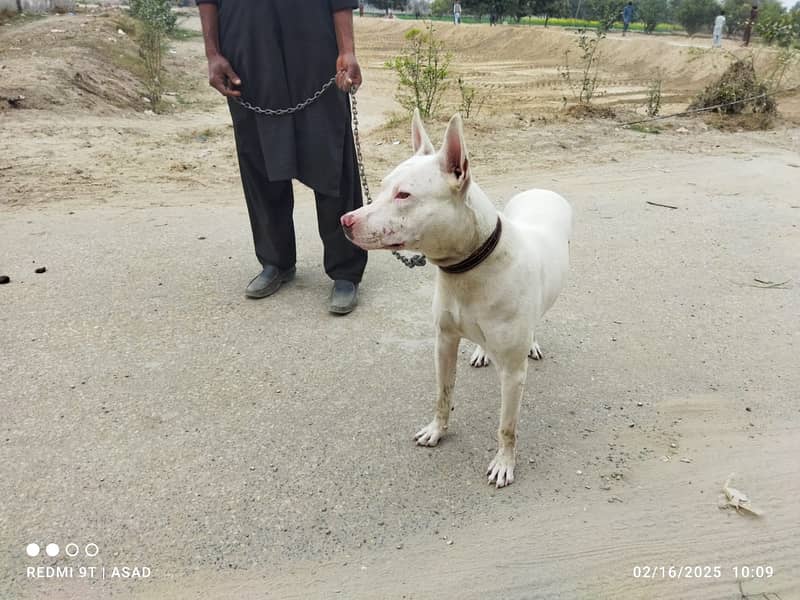 gultair dog for sale in layyah chowk azam 0