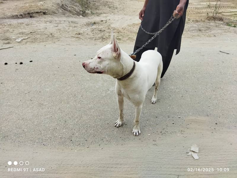 gultair dog for sale in layyah chowk azam 2