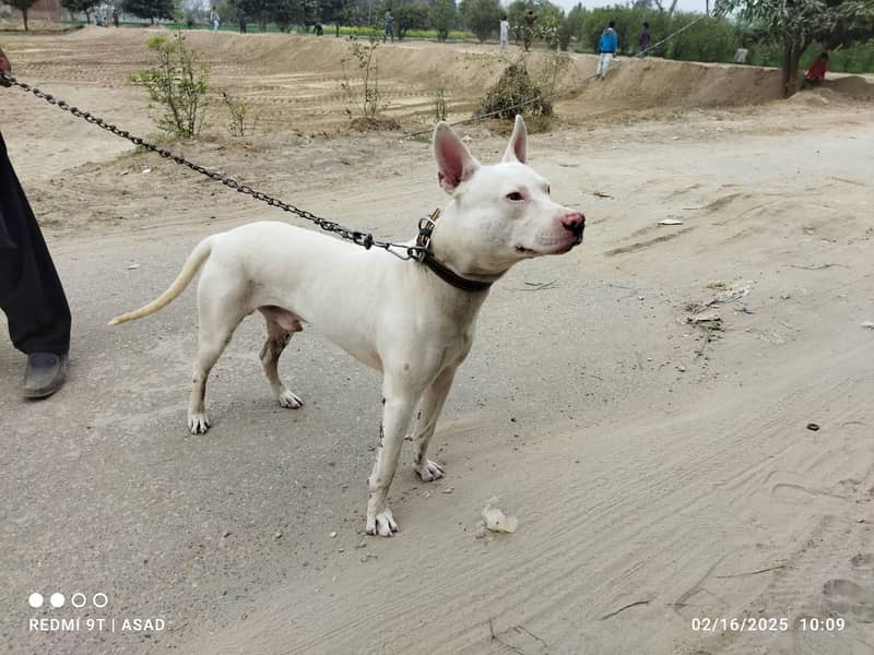 gultair dog for sale in layyah chowk azam 3